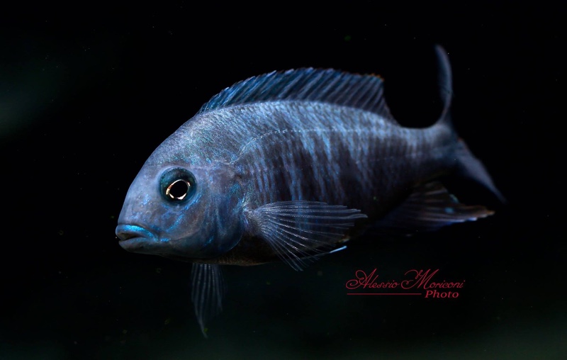 Otopharynx selenurus